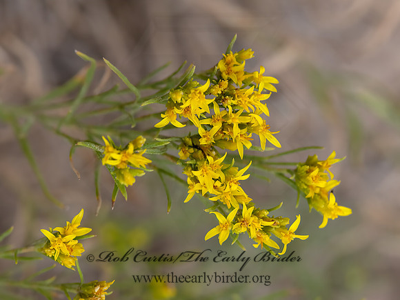 Gutierrezia sarothrae  SNAKEWEED 3023550z