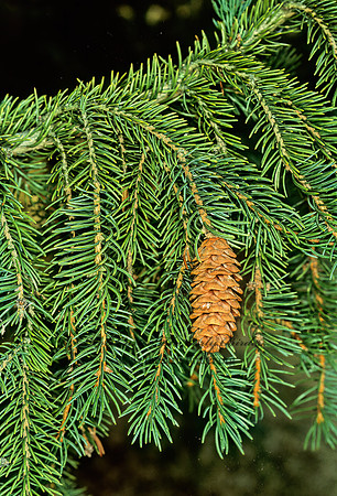 Picea glauca  WHITE SPRUCE 215226z