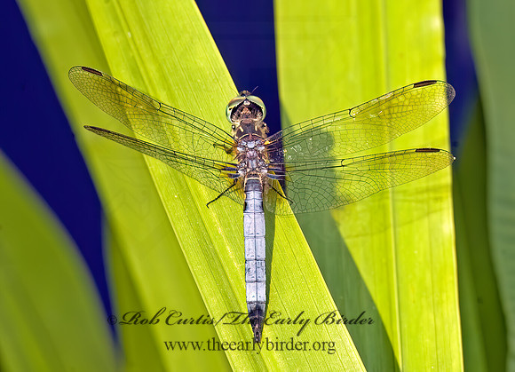 Pachydiplax longipennis BLUE DASHER 8015088z
