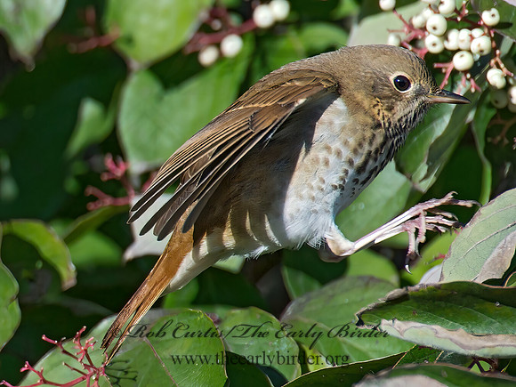 Catharus guttatus  HERMIT THRUSH 9015475z