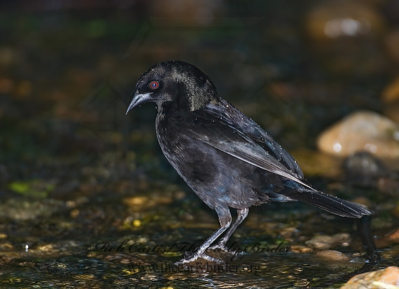Molothrus aeneus  BRONZED COWBIRD 6023623z