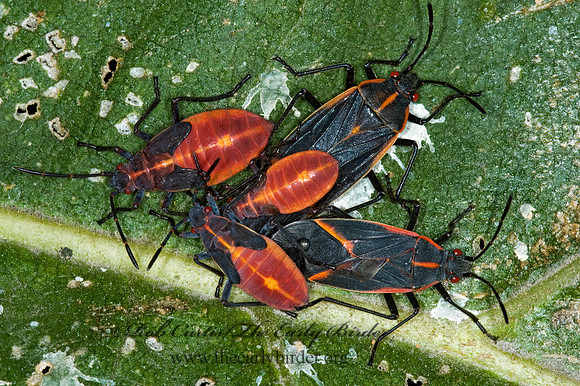Boisea trivittata 5016589z