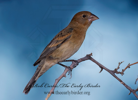 Guiraca caerulea  BLUE GROSBEAK 7008238z