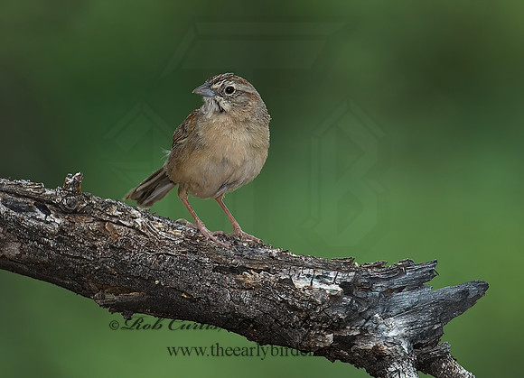 Aimophila ruficeps  RUFOUS-CROWNED SPARROW  7008084z
