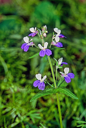 Collinsia vernal  BLUE-EYED MARY 265405z