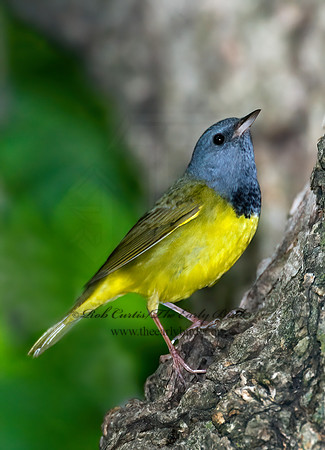 Geothlypis philadelphia  MOURNING WARBLER 7016762z