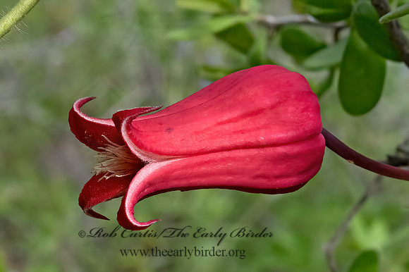 Clematis texensis  SCARLET LEATHER FLOWER 3035407z