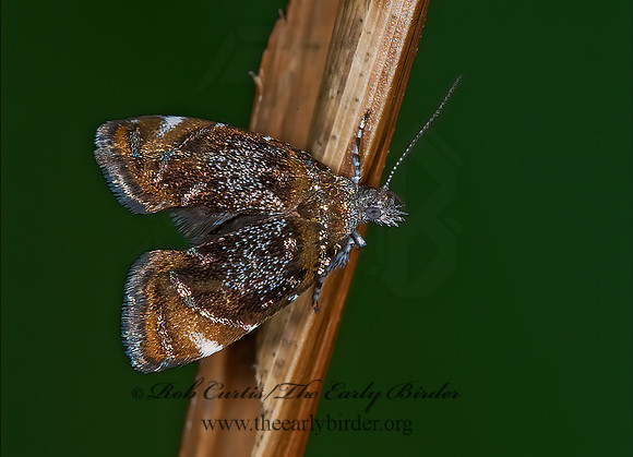 Prochoreutis inflatella  SKULLCAP SKELETONIZER MOTH 6016934z