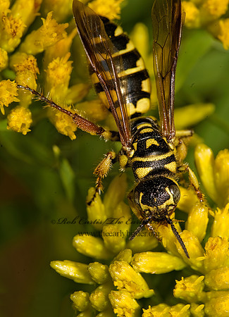 Myzinum quinquecinctum  THYNNID WASP 8016836z