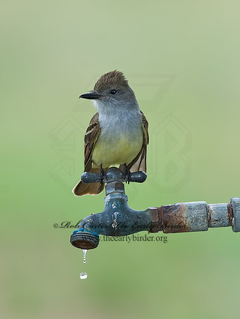 Myiarchus tyrannulus  BROWN-CRESTED FLYCATCHER 7006207z