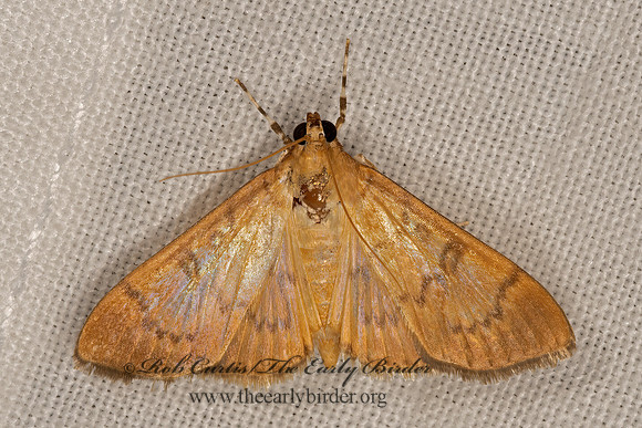 Psara obscuralis  OBSCURE PSARA 3031960z