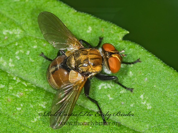 Gymnoclytia occidua  PHASIINAE TACHINID FLY 6007596z