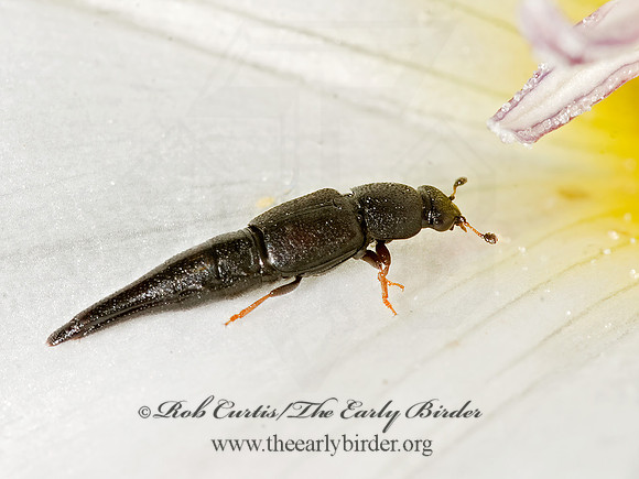 Conotelus obscurus 8015729z