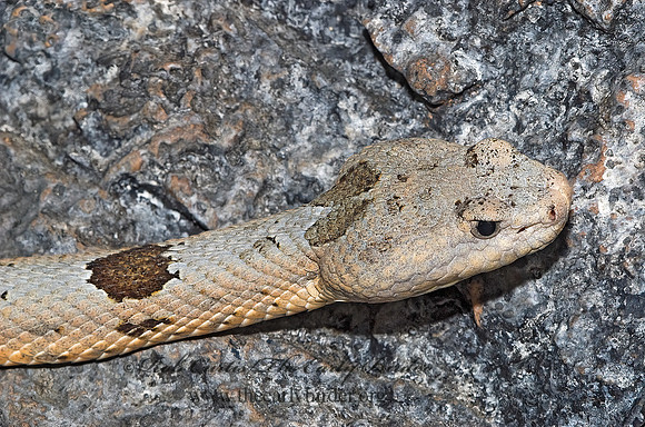 Crotalus lepidus  ROCK RATTLESNAKE 6025439z