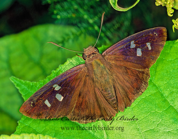 Polygonus lividus savigny  HAMMOCK SKIPPER 248007z