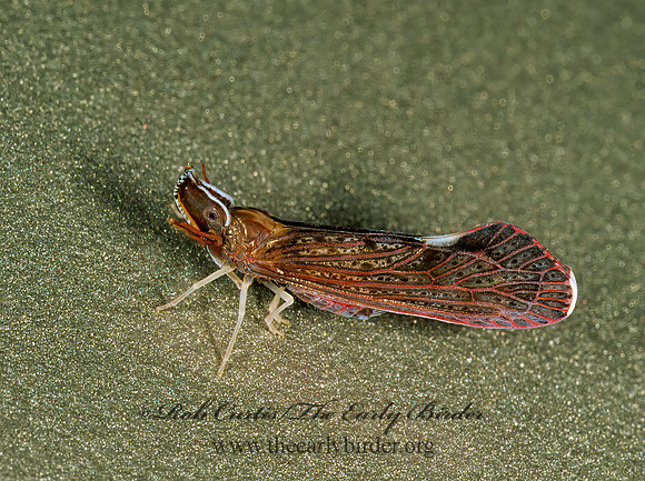Otiocerus degeeri 1114623z