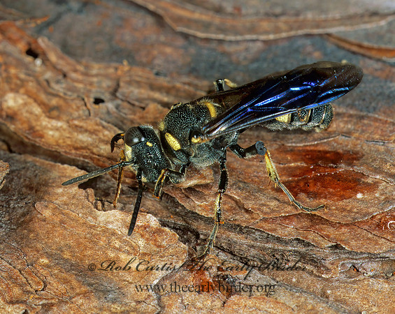 Cerceris fumipennis   SMOKEY-WINGED BEETLE BANDIT 262033z