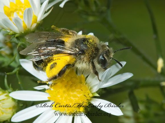 Andrena 5002307z