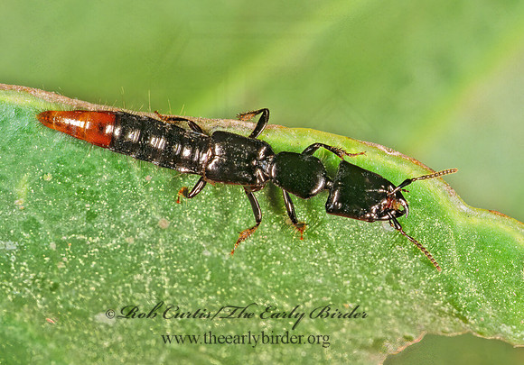 Homalinus 198823 z