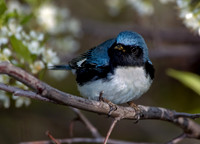 Setophaga caerulescens BLACK-THROATED BLUE WARBLER 5006752z