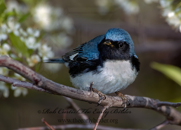 Setophaga caerulescens  BLACK-THROATED BLUE WARBLER  5006752z
