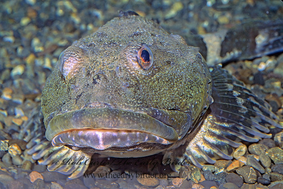 Hemilepidotus hemilepidotus  RED IRISH LORD 221726z