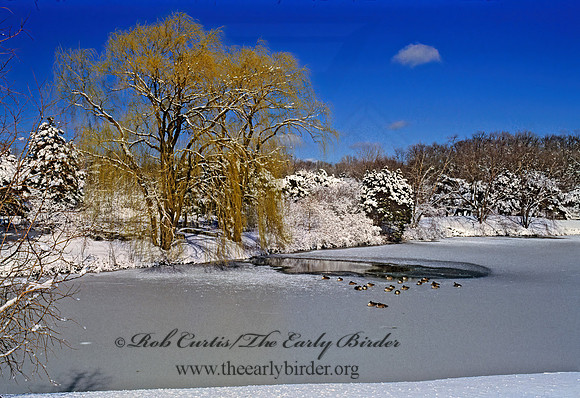 Chicago Botanic Gardens 287602z