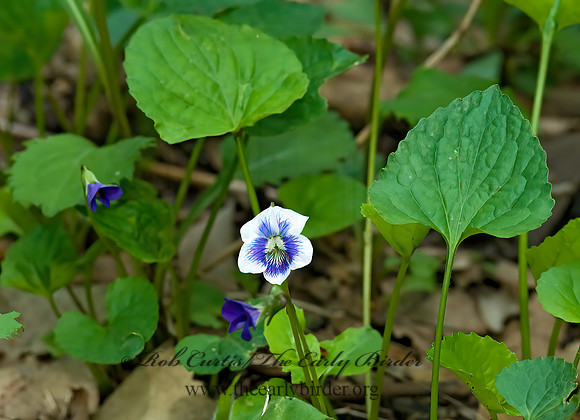 Viola sororia  COMMON BLUE VIOLET 7016329z