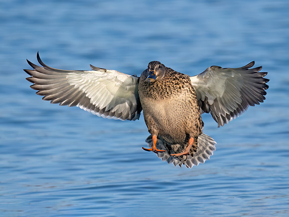 Anas platyrhynchos MALLARD 9086686z