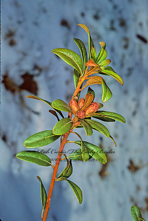 Rhododendrum micranthum  MANCHURIAN RHODODENDRUM 215033z