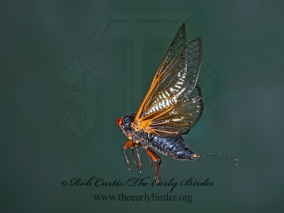 Magicicada cassinii CASSIN'S CICADA 9089007z