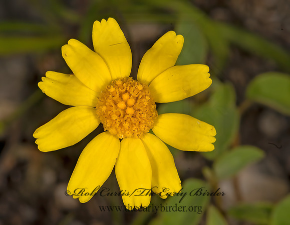 Tetraneuris scaposa  STEMMY 4-NERVED DAISY 3035855z