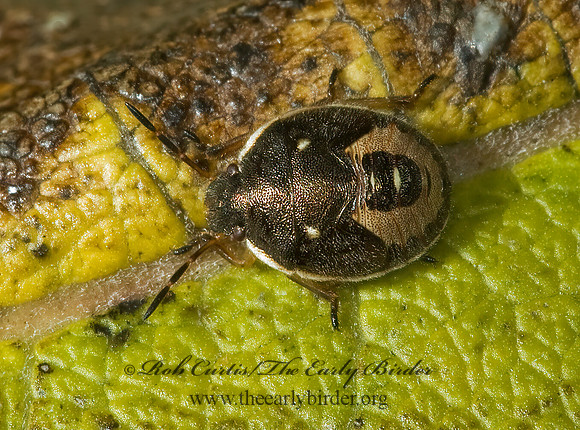 Holcostethus limbolarius 5016042z