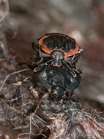 Oiceoptoma noveboracense  MARGINED CARRION BEETLE 3016818z