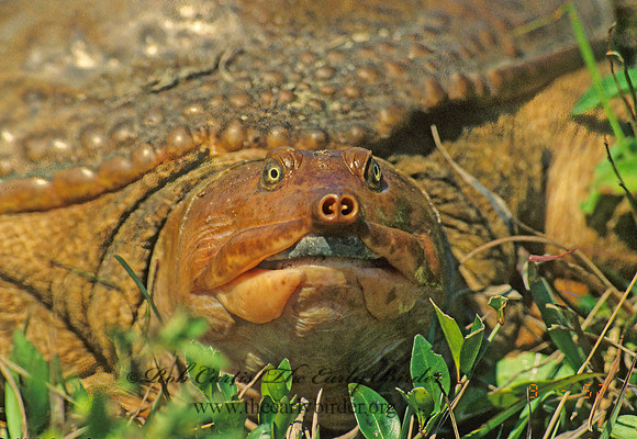 Apalone ferox  FLORIDA SOFTSHELL TURTLE 5024 z