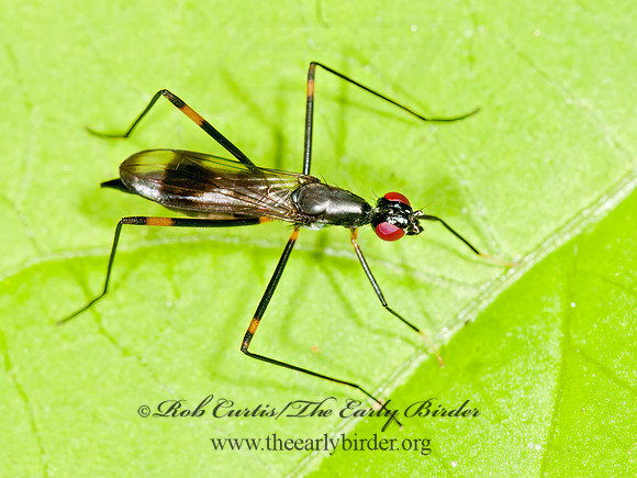 Rainieria antennaepes  STILT-LEGGED FLY 3013560z