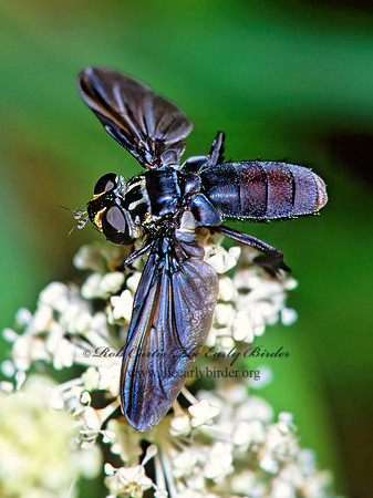 Trichopoda lanipes  FEATHER-LEGGED FLY 171515z