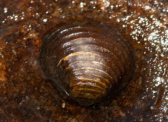 Corbicula fluminea  ASIAN CLAM 3041572z