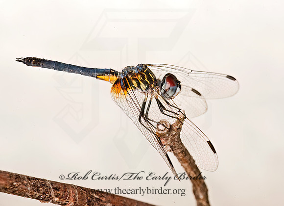 Pachydiplax longipennis BLUE DASHER 8023463z