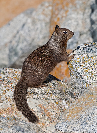 Otospermophilus beecheyi  CALIFORNIA GROUND SQUIRREL 7017641z