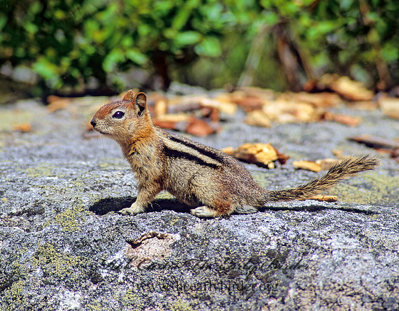 Callospermophilus lateralis  GOLDEN MANTLED SQUIRREL 112224z