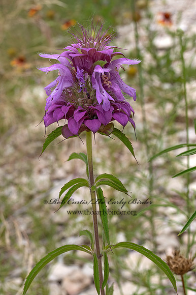 Monarda citriodora  LEMON BEEBALM 3039052z
