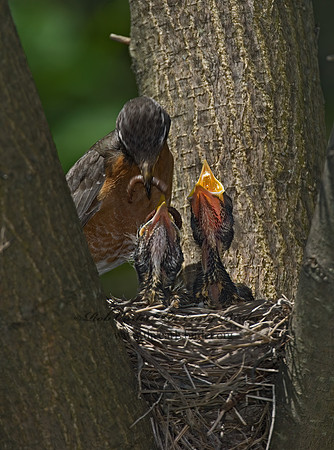 Turdus migratorius  AMERICAN ROBIN 6006192z