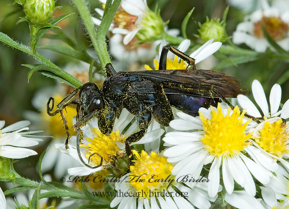 Anoplius (Lophopompilus) aethiops  POMPILINI SPIDER WASP 5016119z