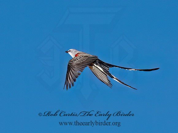 Tyrannus forficatus SCISSOR-TAILED FLYCATCHER 9091863z