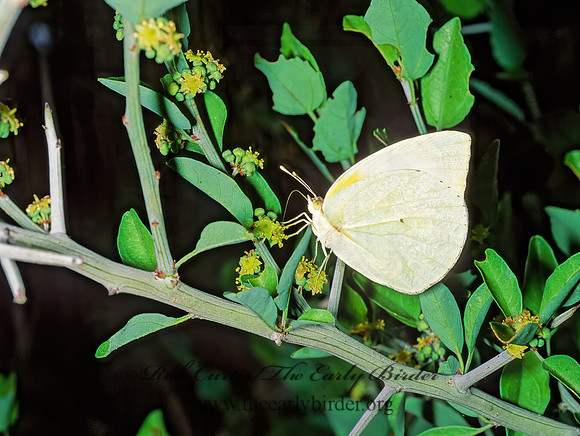 Kricogonia lyside  LYSIDE SULPHUR53311z