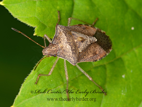 Euschistus servus of tristigmus  BROWN STINKBUG 3022534z