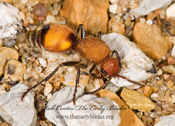 Dasymutilla bioculata 8008612z