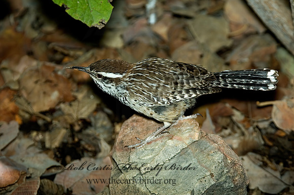 Campylorhynchos brunneicapillus  CACTUS WREN 5005474z