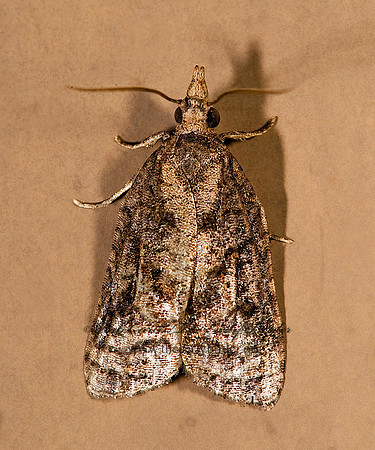 Platynota idaeusalis  TUFTED APPLE BUD MOTH 8008341z